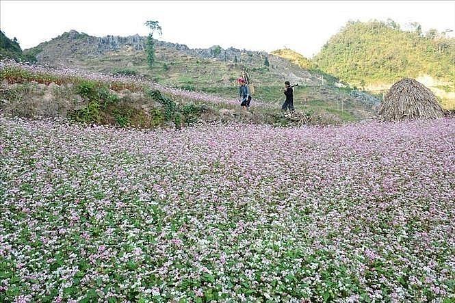 Buckwheat flower season on the Dong Van Karst Plateau in Tuyen Quang province. (Photo: VNA)