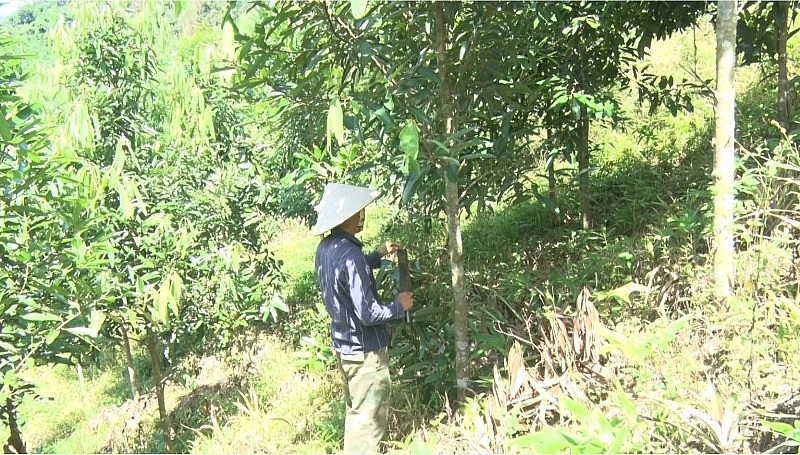 Những mô hình sinh kế sáng tạo thay đổi vùng cao Mường Toong Những mô hình sinh kế sáng tạo thay đổi vùng cao Mường Toong