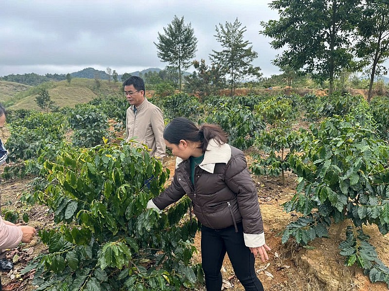 Nà Son phát triển cây cà phê: hướng đi bền vững giúp người dân thoát nghèo Nà Son phát triển cây cà phê: hướng đi bền vững giúp người dân thoát nghèo