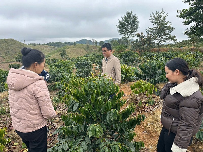 Nà Son phát triển cây cà phê: hướng đi bền vững giúp người dân thoát nghèo Nà Son phát triển cây cà phê: hướng đi bền vững giúp người dân thoát nghèo