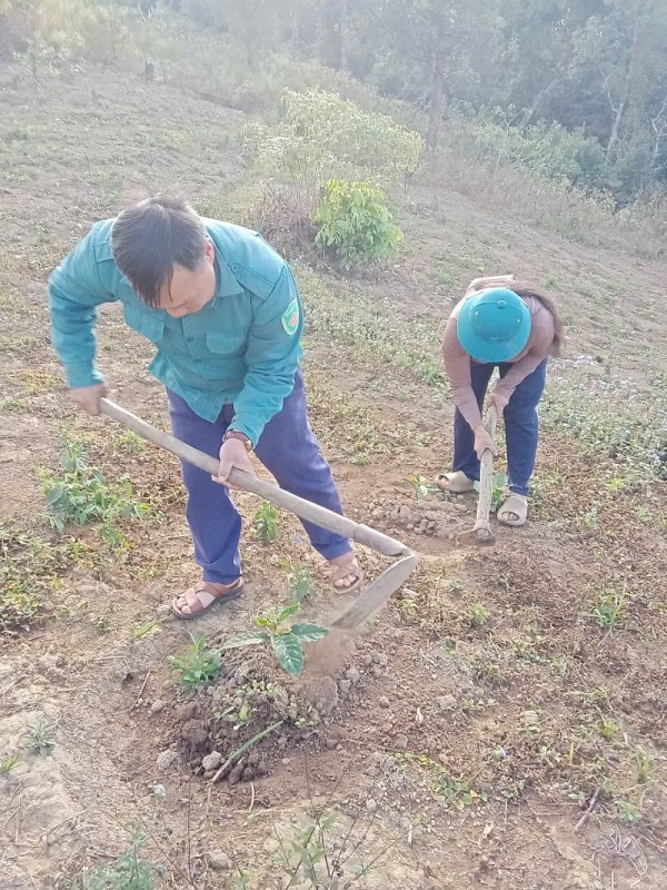 Nà Son phát triển cây cà phê: hướng đi bền vững giúp người dân thoát nghèo Nà Son phát triển cây cà phê: hướng đi bền vững giúp người dân thoát nghèo