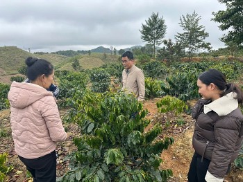 Nà Son phát triển cây cà phê: hướng đi bền vững giúp người dân thoát nghèo