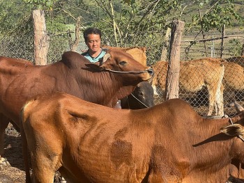 Nhiều hộ dân Mường Toong thoát nghèo bền vững