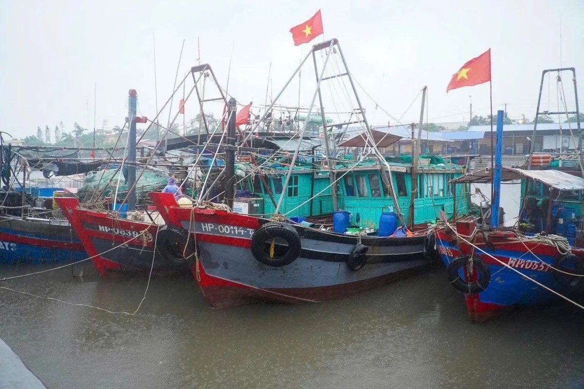 100% tàu cá đủ điều kiện của Hải Phòng được cấp giấy phép khai thác thủy sản. 100% tàu cá đủ điều kiện của Hải Phòng được cấp giấy phép khai thác thủy sản.