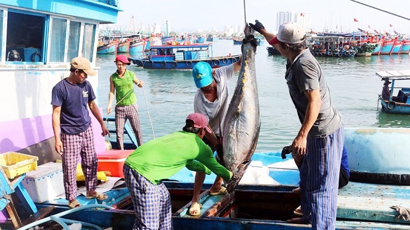 Fishing vessels in Gia Lai have clearly recognized the importance of preventing illegal fishing and are strictly complying with regulations against IUU fishing.