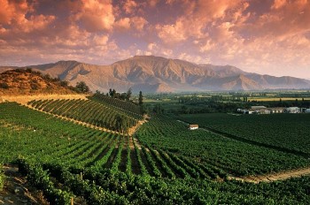 Vang Chile: Hương vị từ dãy Andes đến bàn tiệc Việt