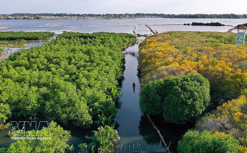 Ru Cha forest is the only remaining primary mangrove ecosystem on Tam Giang Lagoon, located in Hoa Chau ward, about 10km from downtown Hue. (Photo: VNA)