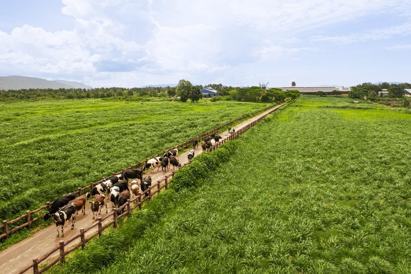 Những cánh đồng nguyên liệu đạt chuẩn hữu cơ châu Âu là thành quả của quá trình biến chất thải thành tài nguyên tại Vinamilk (Ảnh: VM). Những cánh đồng nguyên liệu đạt chuẩn hữu cơ châu Âu là thành quả của quá trình biến chất thải thành tài nguyên tại Vinamilk (Ảnh: VM).
