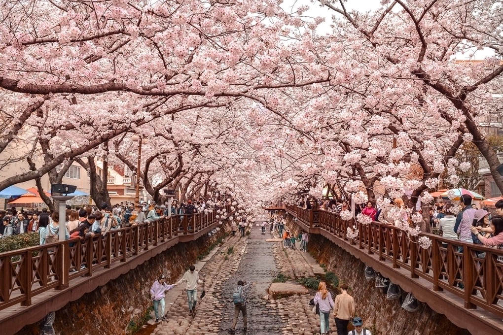 South Korea during cherry blossom season is also an ideal destination for Vietnamese tourists during the upcoming long holiday (Photo: Envato)