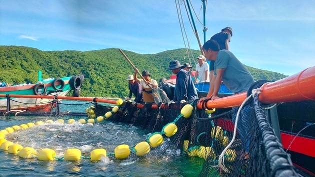 Khanh Hoa Fishermen Bring Cameras Underwater Khanh Hoa Fishermen Bring Cameras Underwater