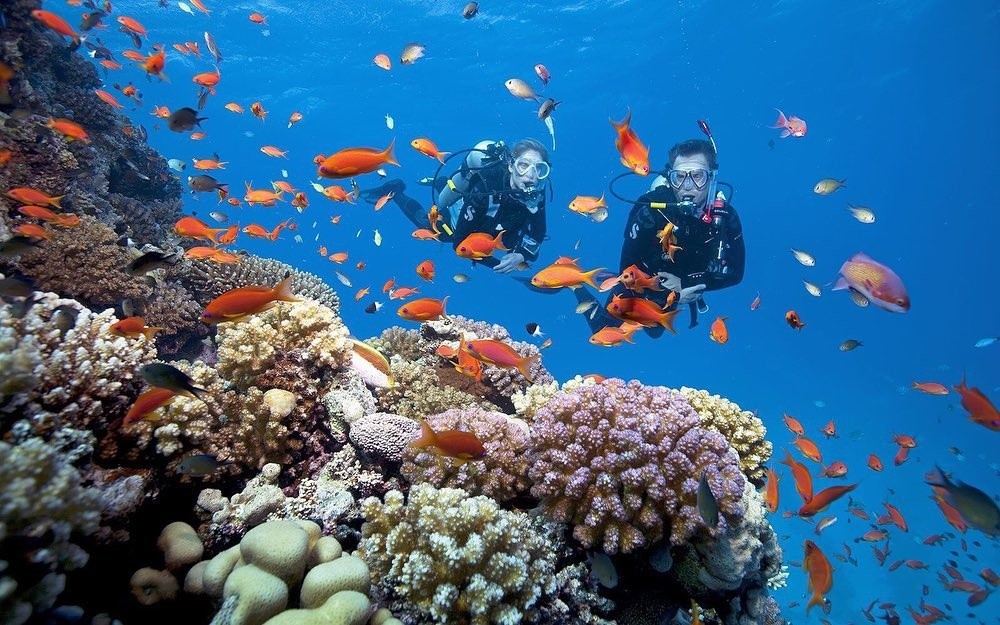 Cu Lao Cham is home to hundreds of coral reefs and diverse marine ecosystems across its 5,000-hectare area (Photo: Collected). Cu Lao Cham is home to hundreds of coral reefs and diverse marine ecosystems across its 5,000-hectare area (Photo: Collected).