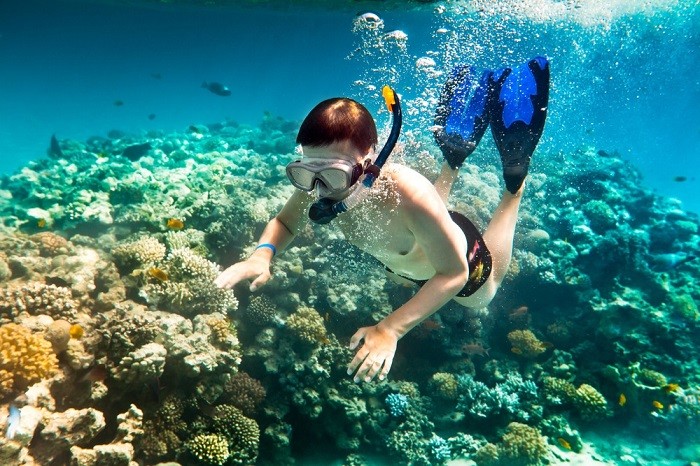 Top Coral Reef Diving Destinations in Viet Nam for Summer 2026 Top Coral Reef Diving Destinations in Viet Nam for Summer 2026