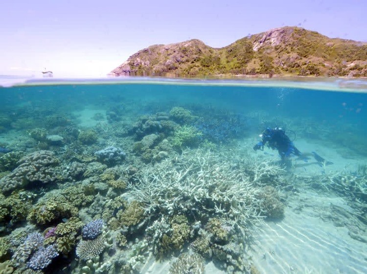 Colorful coral reefs beneath the crystal-clear waters of Hon Mun, Nha Trang. (Photo: Collected) Colorful coral reefs beneath the crystal-clear waters of Hon Mun, Nha Trang. (Photo: Collected)