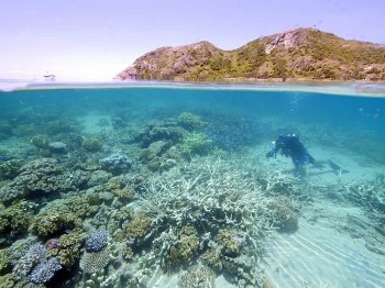 Top Coral Reef Diving Destinations in Viet Nam for Summer 2026