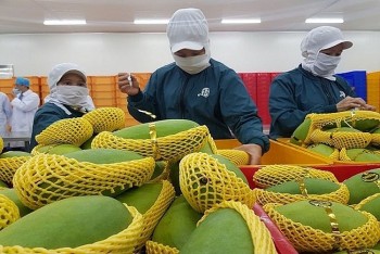 同奈省加快水果标准化建设拓展对华出口