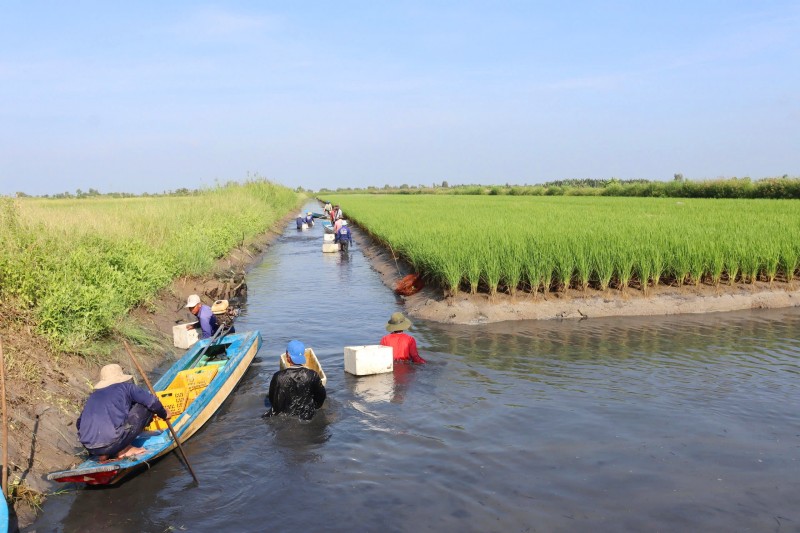 Cà Mau thúc đẩy chuyển đổi xanh trên nền tảng số để thích ứng biến đổi khí hậu Cà Mau thúc đẩy chuyển đổi xanh trên nền tảng số để thích ứng biến đổi khí hậu