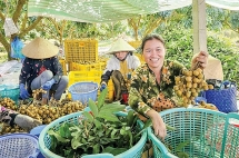 ទីក្រុង Can Tho សហការអភិវឌ្ឍន៍តំបន់វត្ថុធាតុដើមកសិកម្មប្រកបដោយគុណភាព និងសុវត្ថិភាព