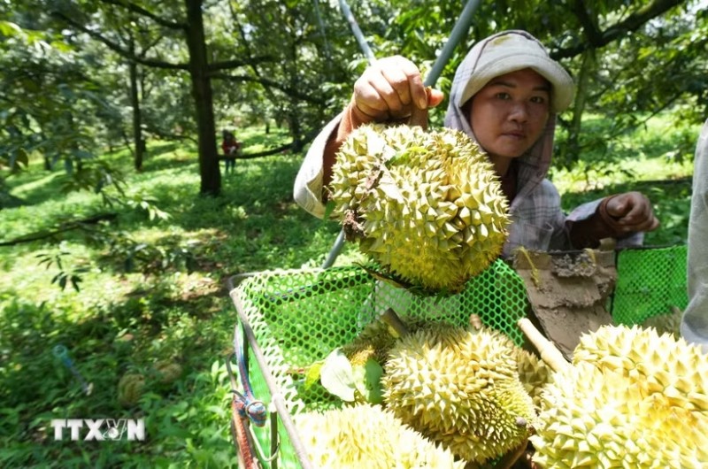 Durian. (Photo: VNA) Durian. (Photo: VNA)