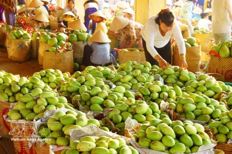 Mango is one of key export products of Dong Thap (Photo: VNA) Mango is one of key export products of Dong Thap (Photo: VNA)
