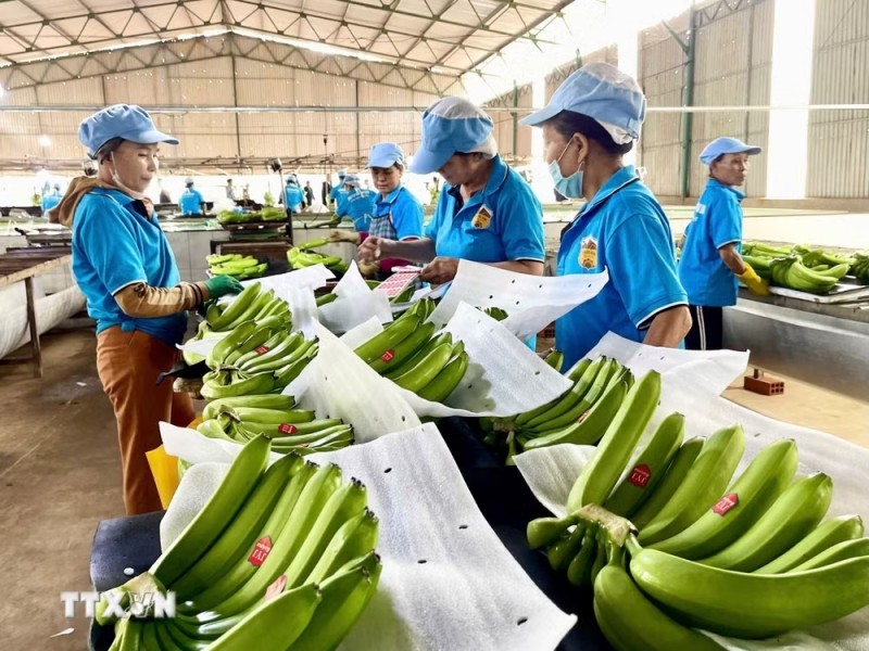 A banana processing facility for export operated by Hoang Anh Gia Lai Agriculture Joint Stock Company (Unifarm) in Lo Pang commune, Gia Lai province. (Photo: VNA) A banana processing facility for export operated by Hoang Anh Gia Lai Agriculture Joint Stock Company (Unifarm) in Lo Pang commune, Gia Lai province. (Photo: VNA)