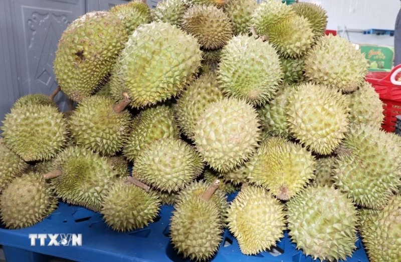 Durian has become a key export commodity, generating high incomes for growers in Dong Thap province. (Photo: VNA) Durian has become a key export commodity, generating high incomes for growers in Dong Thap province. (Photo: VNA)