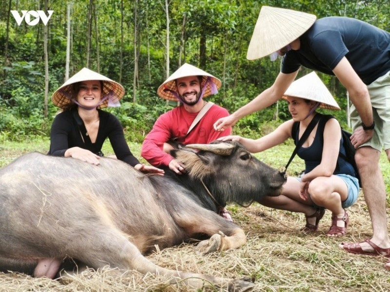 Foreign tourists enjoy the experience of herding buffaloes in Vietnam.