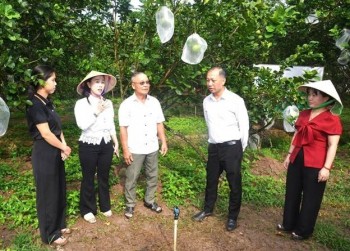 越南柚子抢抓对华出口新机遇