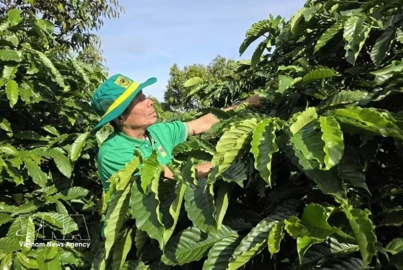 A farmer tends to his coffee farm that applies a smart cultivation model. (Photo: VNA) A farmer tends to his coffee farm that applies a smart cultivation model. (Photo: VNA)