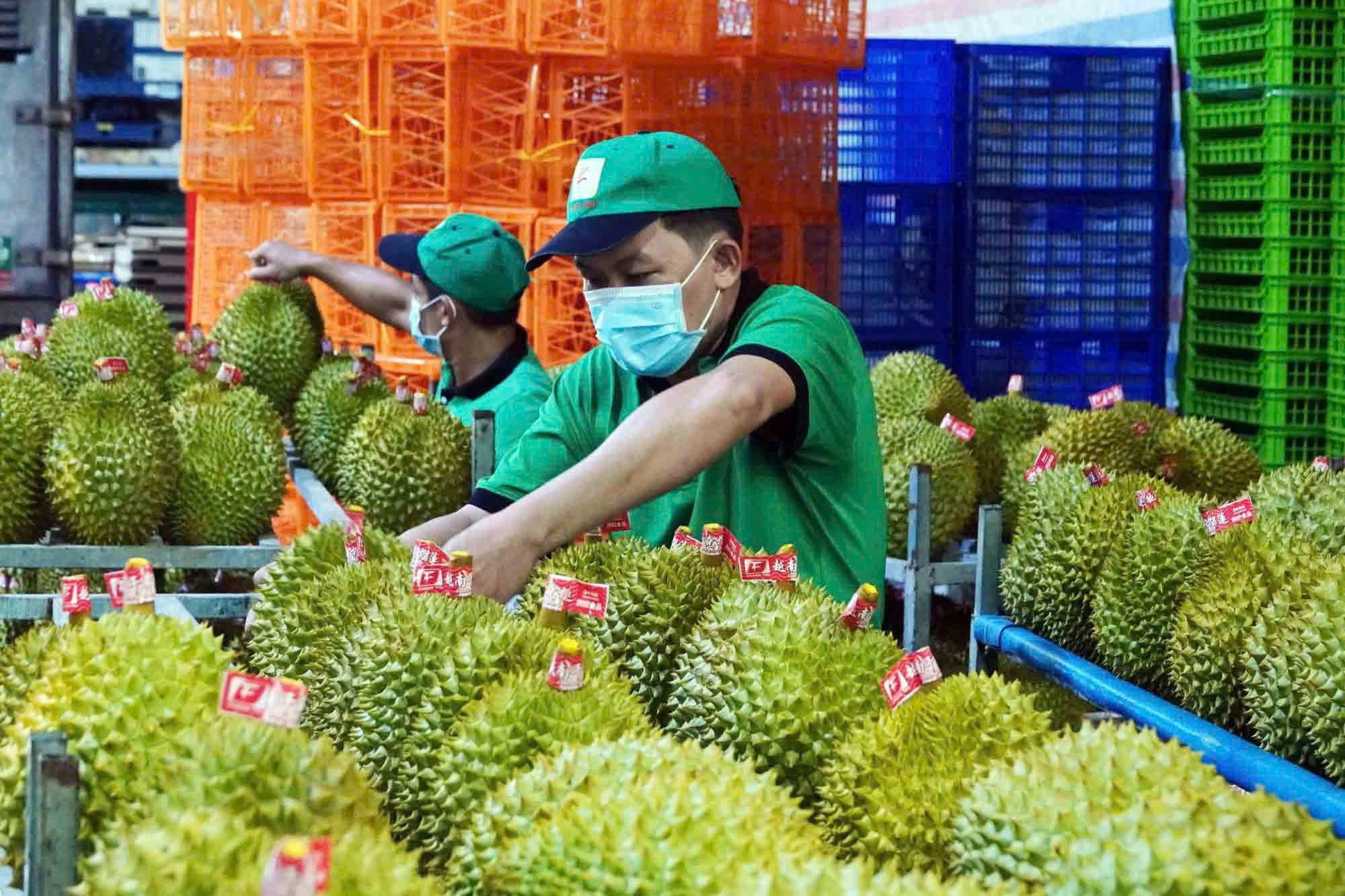 榴莲成越南对华水果出口最大亮点
