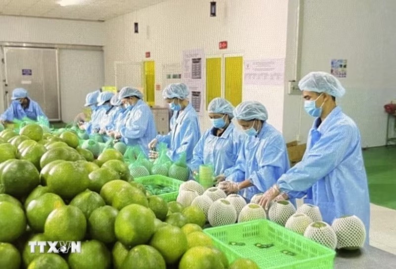 Agricultural produce being processed for export. (Photo: VNA)