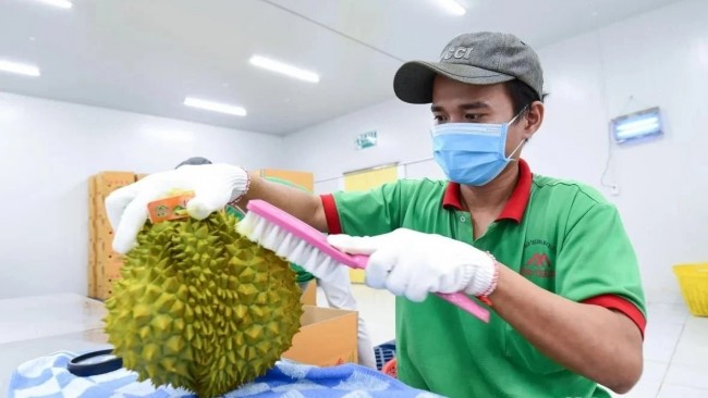 Trung Quốc phê duyệt thêm 401 vùng trồng, 166 cơ sở đóng gói sầu riêng Việt Nam