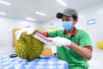 Trung Quốc phê duyệt thêm 401 vùng trồng, 166 cơ sở đóng gói sầu riêng Việt Nam