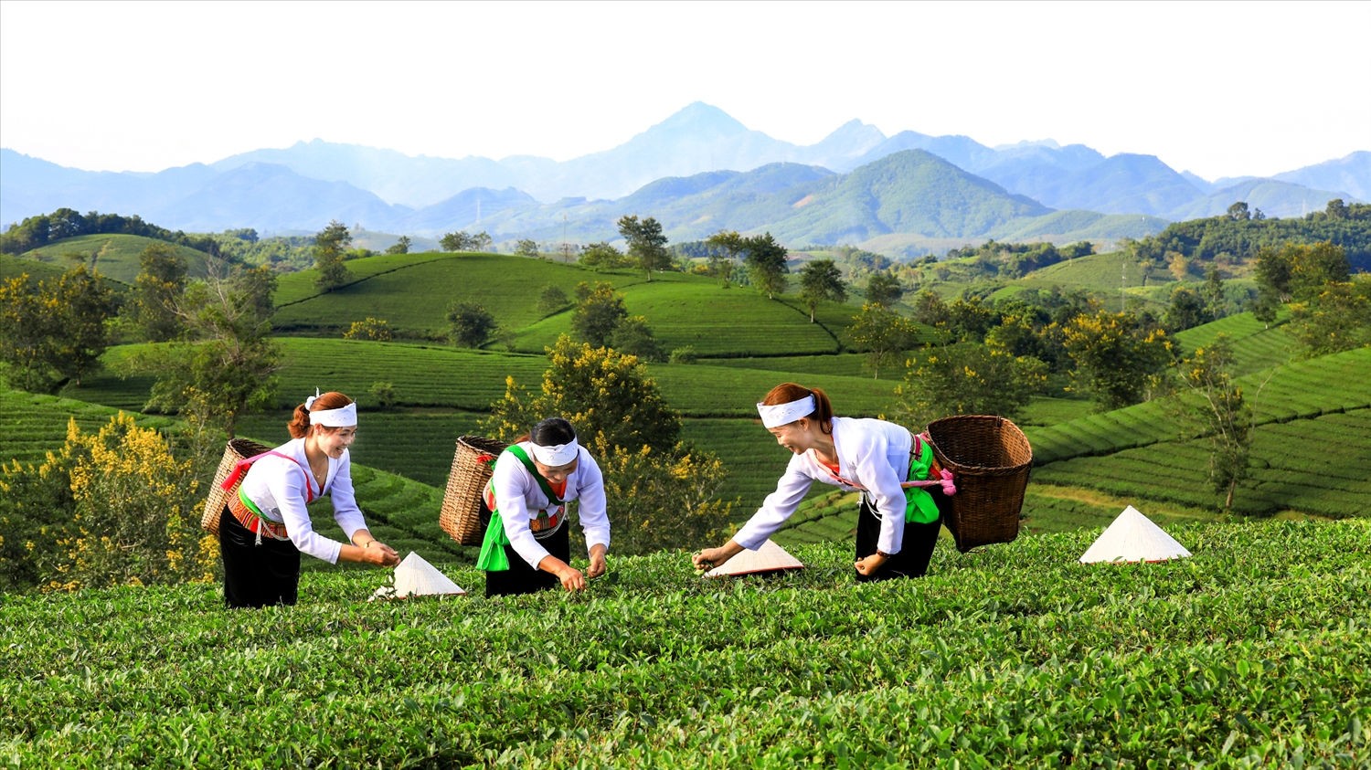 Tourists experience tea picking at Long Coc tea hills in Phu Tho Province. Tourists experience tea picking at Long Coc tea hills in Phu Tho Province.