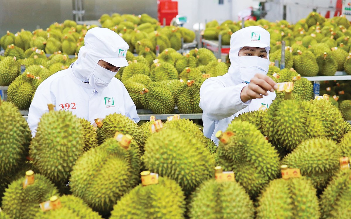 越南榴莲对华出口准入进一步扩大