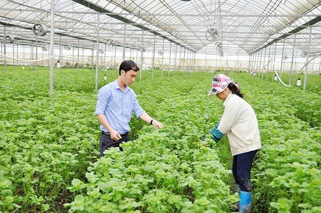 Environmental Protection Takes Center Stage in Bac Ninh’s Development