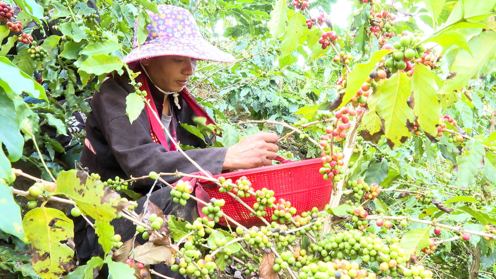 Từ vùng nguyên liệu đến chuỗi giá trị nông sản Điện Biên