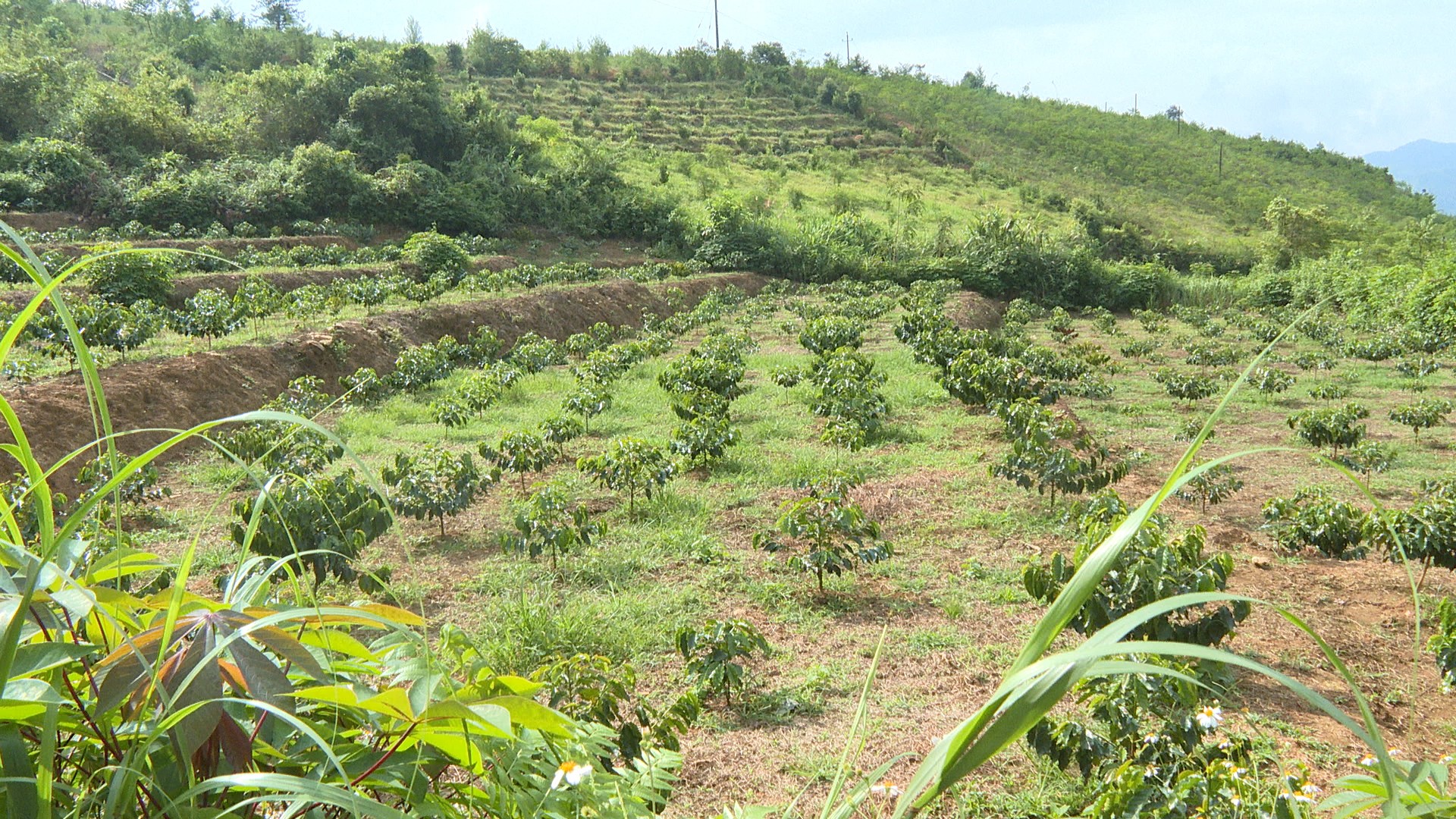 Một xã Điện Biên trồng 860ha cà phê, đạt 215% kế hoạch tỉnh giao Một xã Điện Biên trồng 860ha cà phê, đạt 215% kế hoạch tỉnh giao