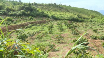 Một xã Điện Biên trồng 860ha cà phê, đạt 215% kế hoạch tỉnh giao