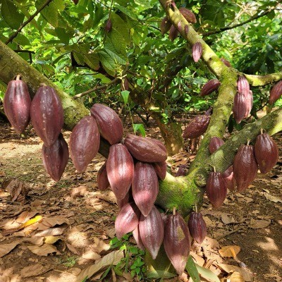 Vùng nguyên liệu cacao là nền tảng của chuỗi giá trị thực, nơi dữ liệu vùng trồng, truy xuất nguồn gốc và các chỉ số ESG có thể được hình thành từ hoạt động sản xuất. Vùng nguyên liệu cacao là nền tảng của chuỗi giá trị thực, nơi dữ liệu vùng trồng, truy xuất nguồn gốc và các chỉ số ESG có thể được hình thành từ hoạt động sản xuất.
