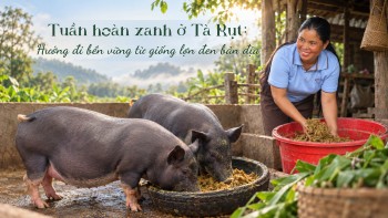 Tuần hoàn xanh ở Tà Rụt: Hướng đi bền vững từ giống lợn đen bản địa