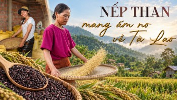 Nếp than mang ấm no về Tà Lao