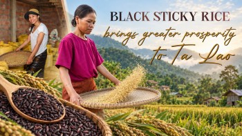Black Sticky Rice Brings Greater Prosperity to Ta Lao