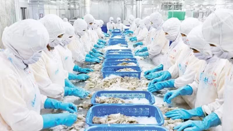 Processing seafood for export at the factory of Kien Cuong Import-Export Seafood Processing Joint Stock Company, An Giang province. (Photo: Phu Cuong) Processing seafood for export at the factory of Kien Cuong Import-Export Seafood Processing Joint Stock Company, An Giang province. (Photo: Phu Cuong)