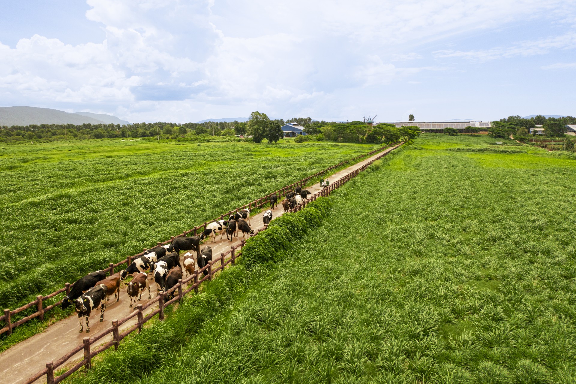Ảnh 2 (Báo chọn 1 trong 2 hình 2A hoặc 2B): Chuẩn chất lượng được Vinamilk mở rộng trên toàn chuỗi, từ nguyên liệu, trang trại đến sản xuất và thành phẩm. Ảnh: Vi Nam