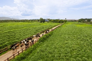 50 năm Vinamilk: Hành trình không ngừng nâng chuẩn