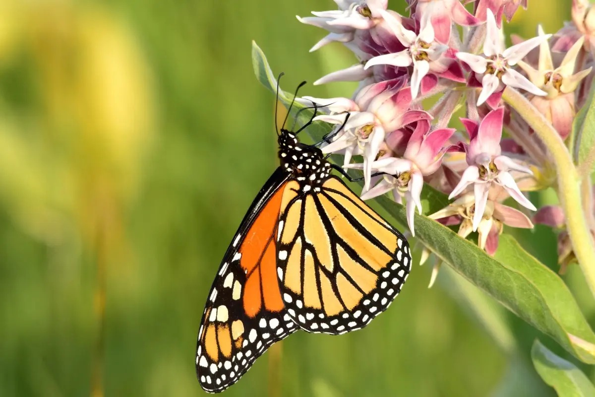 Bướm chúa hút mật trên hoa milkweed tại Khu bảo tồn động vật hoang dã quốc gia Seedskadee, bang Wyoming (Mỹ). Ảnh minh họa: Tom Koerner/USFWS.