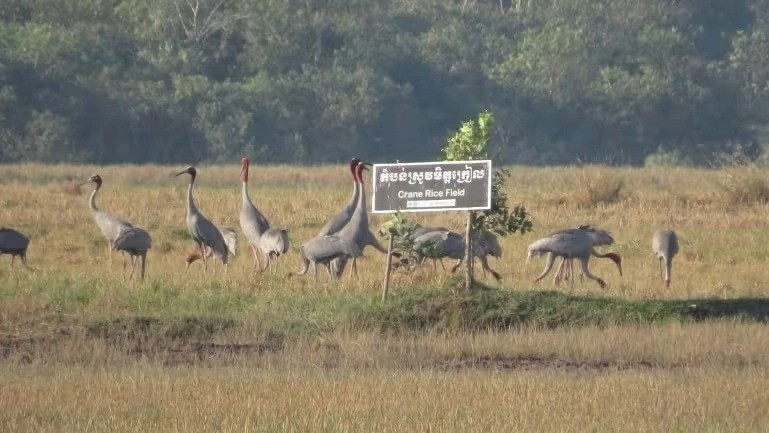 កម្ពុជាអភិវឌ្ឍគំរូដាំដុះស្រូវផ្សារភ្ជាប់នឹងការអភិរក្សសត្វក្រៀលក្បាលក្រហម