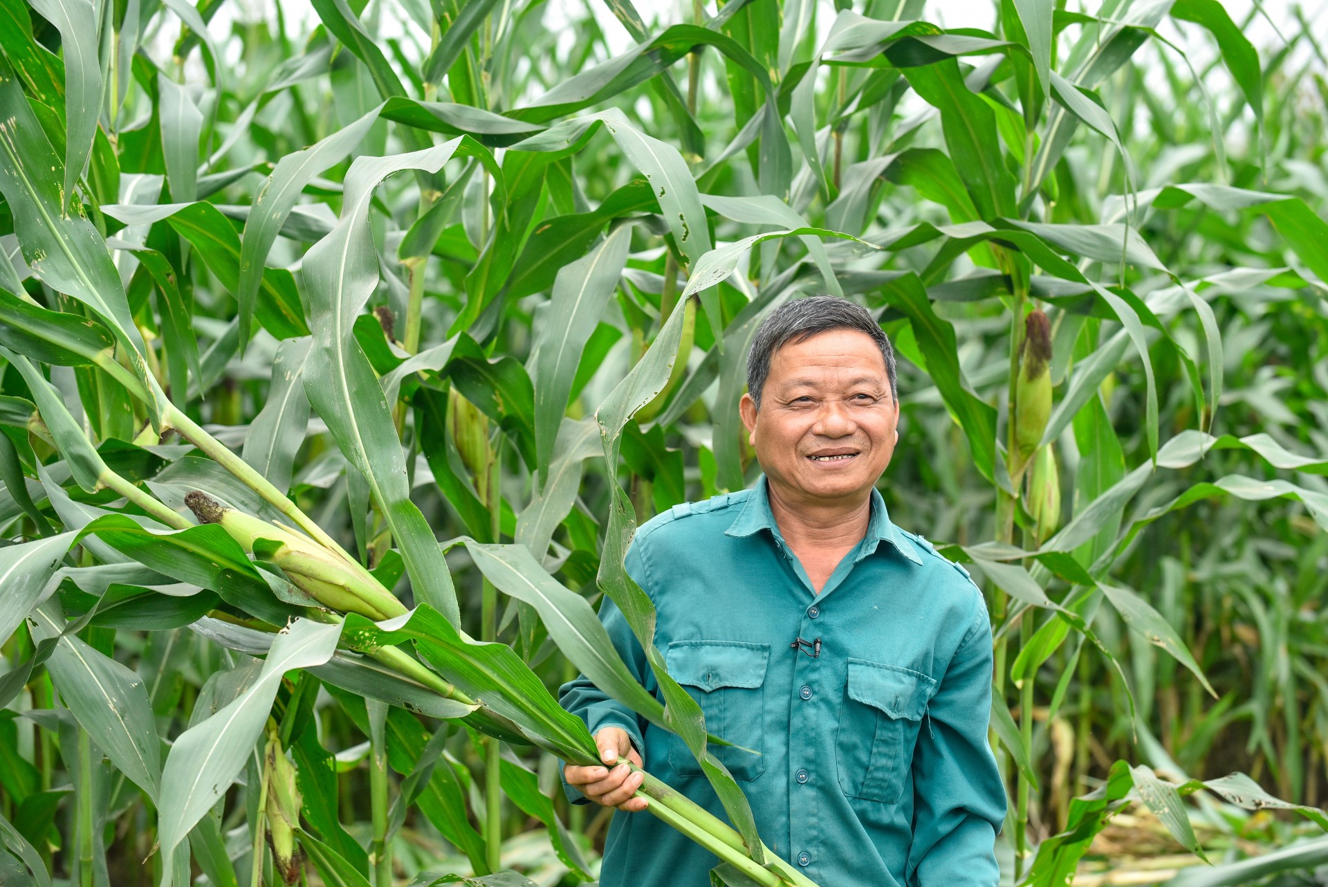 Cụm 5 (Nhờ báo chọn một ảnh): Ông Lê Văn Long - một nông dân tham gia chương trình liên kết với Vinamilk - trong một vụ thu hoạch bắp sinh khối (Ảnh: Hoàng Đông). Cụm 5 (Nhờ báo chọn một ảnh): Ông Lê Văn Long - một nông dân tham gia chương trình liên kết với Vinamilk - trong một vụ thu hoạch bắp sinh khối (Ảnh: Hoàng Đông).