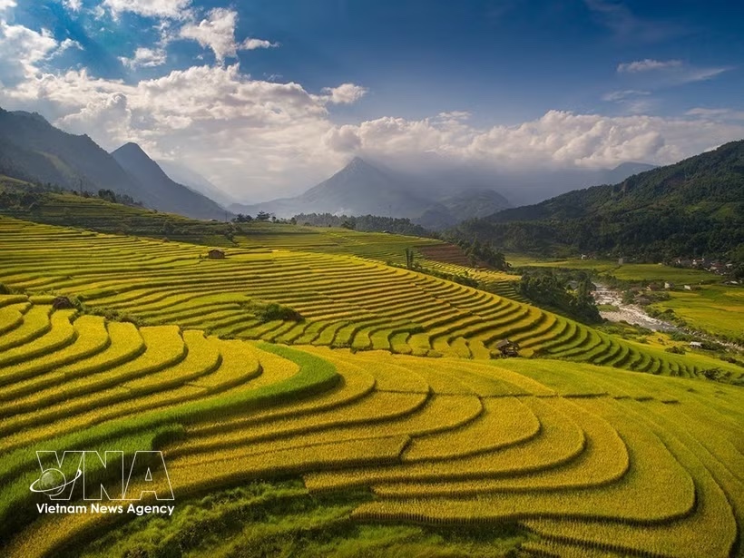 The captivating beauty of Sa Pa during the rice harvest season. (Photo: VNA) The captivating beauty of Sa Pa during the rice harvest season. (Photo: VNA)