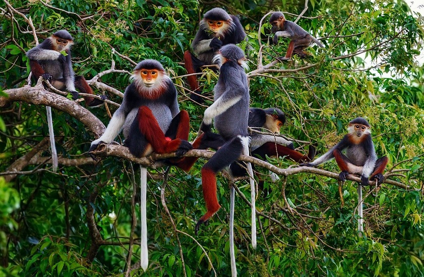 A family of the rare red-shanked douc (Source: Collected)